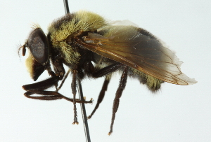  ( - CNC DIPTERA 43611)  @11 [ ] CreativeCommons - Attribution (2011) CNC/CBG Photography Group Centre for Biodiversity Genomics