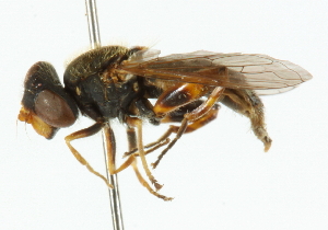  ( - CNC DIPTERA 44935)  @12 [ ] CreativeCommons - Attribution (2011) CNC/CBG Photography Group Centre for Biodiversity Genomics