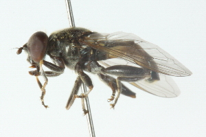  ( - CNC DIPTERA 48712)  @14 [ ] CreativeCommons - Attribution (2011) CNC/CBG Photography Group Centre for Biodiversity Genomics