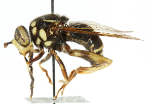  ( - CNC DIPTERA 49700)  @15 [ ] CreativeCommons - Attribution (2011) CNC/CBG Photography Group Centre for Biodiversity Genomics