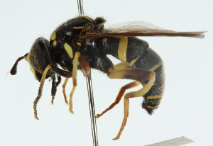  ( - CNC DIPTERA 50930)  @14 [ ] CreativeCommons - Attribution (2011) CNC/CBG Photography Group Centre for Biodiversity Genomics