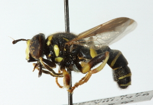  ( - CNC DIPTERA 50935)  @13 [ ] CreativeCommons - Attribution (2011) CNC/CBG Photography Group Centre for Biodiversity Genomics