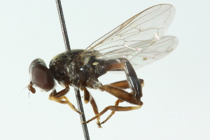  ( - CNC DIPTERA 52367)  @11 [ ] CreativeCommons - Attribution (2011) CNC/CBG Photography Group Centre for Biodiversity Genomics