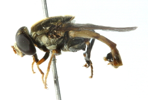  ( - CNC DIPTERA 55139)  @14 [ ] CreativeCommons - Attribution (2011) CNC/CBG Photography Group Centre for Biodiversity Genomics
