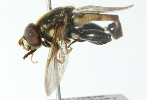  ( - CNC DIPTERA 55140)  @13 [ ] CreativeCommons - Attribution (2011) CNC/CBG Photography Group Centre for Biodiversity Genomics