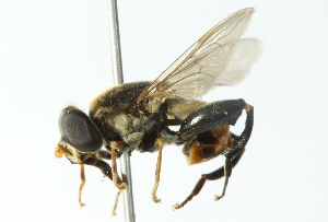  ( - CNC DIPTERA 55141)  @14 [ ] CreativeCommons - Attribution (2011) CNC/CBG Photography Group Centre for Biodiversity Genomics