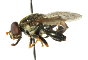  ( - CNC DIPTERA 55179)  @13 [ ] CreativeCommons - Attribution (2011) CNC/CBG Photography Group Centre for Biodiversity Genomics