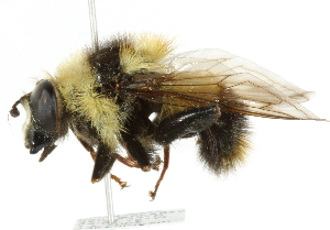  ( - CNC DIPTERA 651)  @14 [ ] CreativeCommons - Attribution (2011) CNC/CBG Photography Group Centre for Biodiversity Genomics