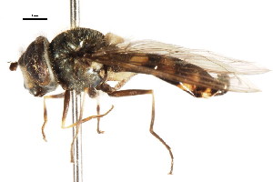  ( - CNC DIPTERA 105822)  @13 [ ] CreativeCommons - Attribution (2011) CNC/CBG Photography Group Centre for Biodiversity Genomics
