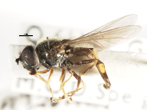  (Platycheirus clypeatus - CNC DIPTERA 105843)  @14 [ ] CreativeCommons - Attribution (2011) CNC/CBG Photography Group Centre for Biodiversity Genomics