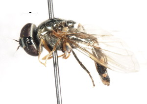  ( - CNC DIPTERA 105970)  @13 [ ] CreativeCommons - Attribution (2011) CNC/CBG Photography Group Centre for Biodiversity Genomics