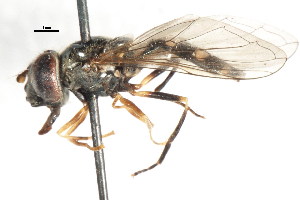  ( - CNC DIPTERA 35821)  @13 [ ] CreativeCommons - Attribution (2011) CNC/CBG Photography Group Centre for Biodiversity Genomics