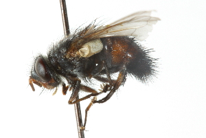  ( - CNC DIPTERA 103931)  @13 [ ] CreativeCommons - Attribution (2011) CNC/CBG Photography Group Centre for Biodiversity Genomics