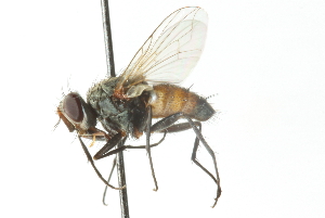  ( - CNC DIPTERA 103982)  @11 [ ] CreativeCommons - Attribution (2011) CNC/CBG Photography Group Centre for Biodiversity Genomics