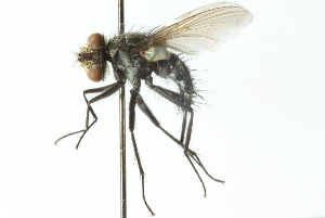  ( - CNC DIPTERA 104044)  @13 [ ] CreativeCommons - Attribution (2011) CNC/CBG Photography Group Centre for Biodiversity Genomics