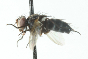  ( - CNC DIPTERA 104055)  @12 [ ] CreativeCommons - Attribution (2011) CNC/CBG Photography Group Centre for Biodiversity Genomics