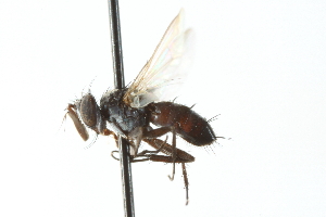  ( - CNC DIPTERA 104067)  @13 [ ] CreativeCommons - Attribution (2011) CNC/CBG Photography Group Centre for Biodiversity Genomics