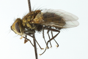  ( - CNC DIPTERA 104105)  @13 [ ] CreativeCommons - Attribution (2011) CNC/CBG Photography Group Centre for Biodiversity Genomics