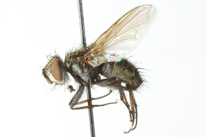  ( - CNC DIPTERA 104113)  @14 [ ] CreativeCommons - Attribution (2011) CNC/CBG Photography Group Centre for Biodiversity Genomics