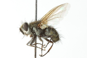  ( - CNC DIPTERA 104114)  @14 [ ] CreativeCommons - Attribution (2011) CNC/CBG Photography Group Centre for Biodiversity Genomics
