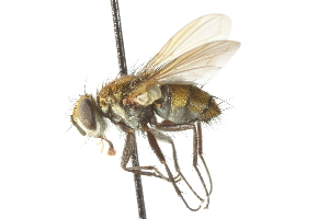  ( - CNC DIPTERA 104117)  @14 [ ] CreativeCommons - Attribution (2011) CNC/CBG Photography Group Centre for Biodiversity Genomics