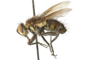  ( - CNC DIPTERA 104120)  @11 [ ] CreativeCommons - Attribution (2011) CNC/CBG Photography Group Centre for Biodiversity Genomics