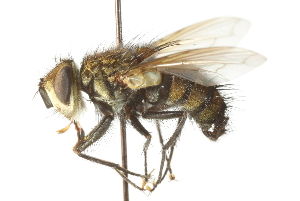  ( - CNC DIPTERA 104123)  @14 [ ] CreativeCommons - Attribution (2011) CNC/CBG Photography Group Centre for Biodiversity Genomics