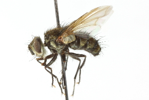  ( - CNC DIPTERA 104126)  @13 [ ] CreativeCommons - Attribution (2011) CNC/CBG Photography Group Centre for Biodiversity Genomics