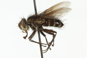  (Chrysoexorista nr. sp - CNC DIPTERA 104128)  @14 [ ] CreativeCommons - Attribution (2011) CNC/CBG Photography Group Centre for Biodiversity Genomics