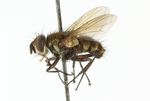  ( - CNC DIPTERA 104130)  @11 [ ] CreativeCommons - Attribution (2011) CNC/CBG Photography Group Centre for Biodiversity Genomics