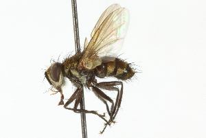  ( - CNC DIPTERA 104131)  @14 [ ] CreativeCommons - Attribution (2011) CNC/CBG Photography Group Centre for Biodiversity Genomics