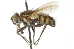  ( - CNC DIPTERA 104132)  @14 [ ] CreativeCommons - Attribution (2011) CNC/CBG Photography Group Centre for Biodiversity Genomics