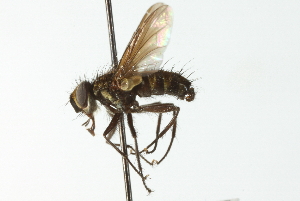 ( - CNC DIPTERA 104135)  @13 [ ] CreativeCommons - Attribution (2011) CNC/CBG Photography Group Centre for Biodiversity Genomics