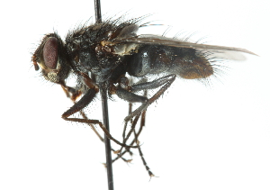  ( - CNC DIPTERA 104163)  @13 [ ] CreativeCommons - Attribution (2011) CNC/CBG Photography Group Centre for Biodiversity Genomics