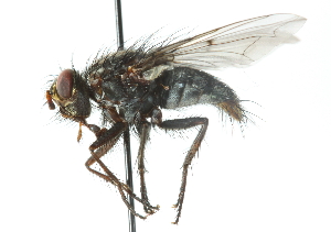  (Xanthophyto sp. 2 - CNC DIPTERA 104166)  @14 [ ] CreativeCommons - Attribution (2011) CNC/CBG Photography Group Centre for Biodiversity Genomics