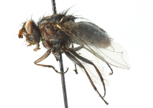  ( - CNC DIPTERA 104167)  @13 [ ] CreativeCommons - Attribution (2011) CNC/CBG Photography Group Centre for Biodiversity Genomics