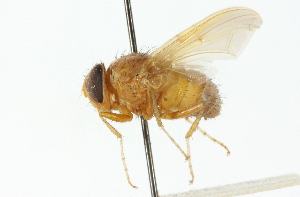  ( - CNC DIPTERA 104327)  @14 [ ] CreativeCommons - Attribution (2011) CNC/CBG Photography Group Centre for Biodiversity Genomics