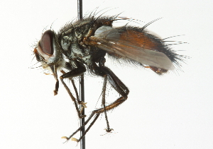  (Masiphya confusa - CNC DIPTERA 104353)  @14 [ ] CreativeCommons - Attribution (2011) CNC/CBG Photography Group Centre for Biodiversity Genomics
