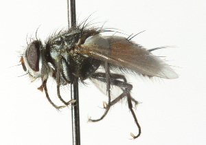  ( - CNC DIPTERA 104354)  @14 [ ] CreativeCommons - Attribution (2011) CNC/CBG Photography Group Centre for Biodiversity Genomics