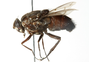  ( - CNC DIPTERA 104368)  @11 [ ] CreativeCommons - Attribution (2011) CNC/CBG Photography Group Centre for Biodiversity Genomics
