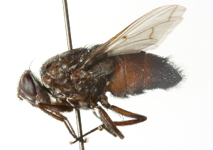  ( - CNC DIPTERA 104369)  @11 [ ] CreativeCommons - Attribution (2011) CNC/CBG Photography Group Centre for Biodiversity Genomics