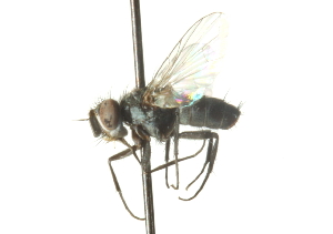  ( - CNC DIPTERA 104406)  @12 [ ] CreativeCommons - Attribution (2011) CNC/CBG Photography Group Centre for Biodiversity Genomics