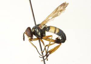  ( - CNC DIPTERA 104444)  @14 [ ] CreativeCommons - Attribution (2011) CNC/CBG Photography Group Centre for Biodiversity Genomics