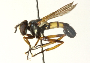  ( - CNC DIPTERA 104446)  @13 [ ] CreativeCommons - Attribution (2011) CNC/CBG Photography Group Centre for Biodiversity Genomics