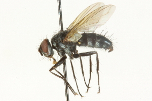  ( - CNC DIPTERA 104563)  @13 [ ] CreativeCommons - Attribution (2011) CNC/CBG Photography Group Centre for Biodiversity Genomics