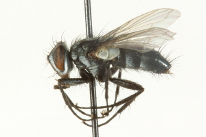  ( - CNC DIPTERA 104568)  @12 [ ] CreativeCommons - Attribution (2011) CNC/CBG Photography Group Centre for Biodiversity Genomics