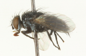  ( - CNC DIPTERA 104670)  @12 [ ] CreativeCommons - Attribution (2011) CNC/CBG Photography Group Centre for Biodiversity Genomics