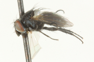  ( - CNC DIPTERA 104671)  @12 [ ] CreativeCommons - Attribution (2011) CNC/CBG Photography Group Centre for Biodiversity Genomics