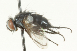 ( - CNC DIPTERA 104672)  @12 [ ] CreativeCommons - Attribution (2011) CNC/CBG Photography Group Centre for Biodiversity Genomics