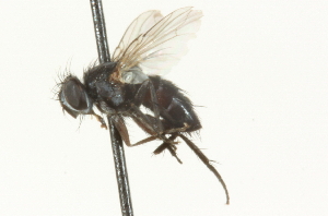  ( - CNC DIPTERA 104673)  @12 [ ] CreativeCommons - Attribution (2011) CNC/CBG Photography Group Centre for Biodiversity Genomics